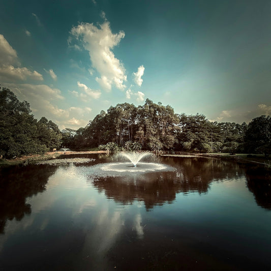 a body of water with trees around it