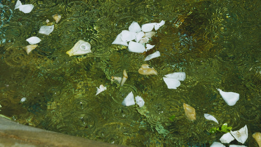 a close up of water with white flowers floating in it