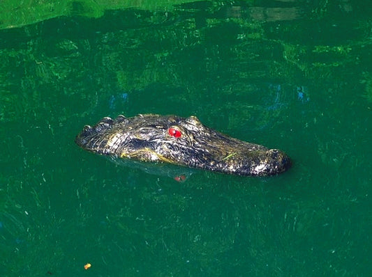 Floating Gator JR pond predator