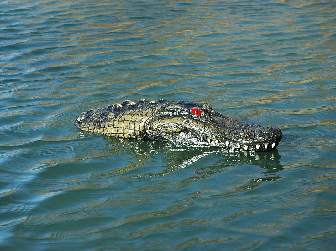 floating gator alligator head