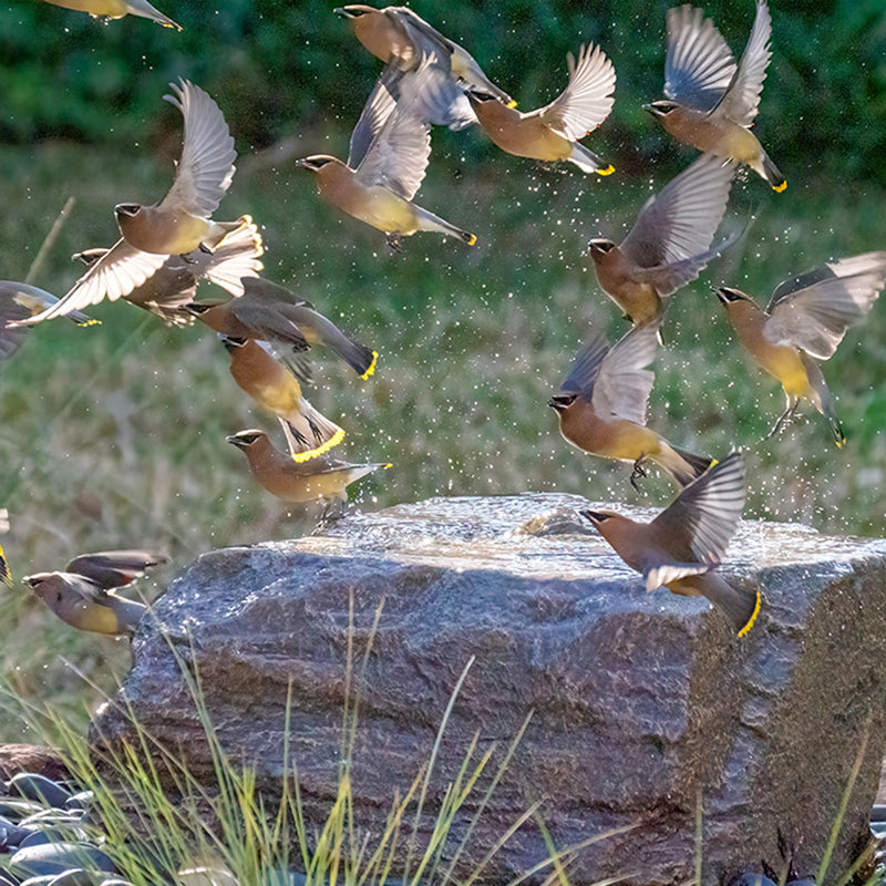 Medium Bird Bath Stone Outdoor Fountain